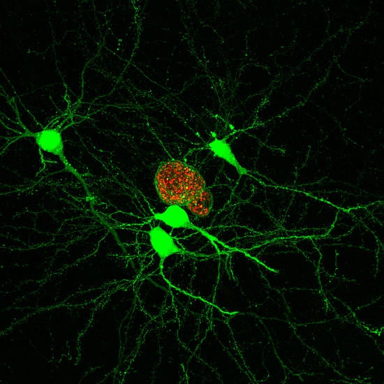 scep image